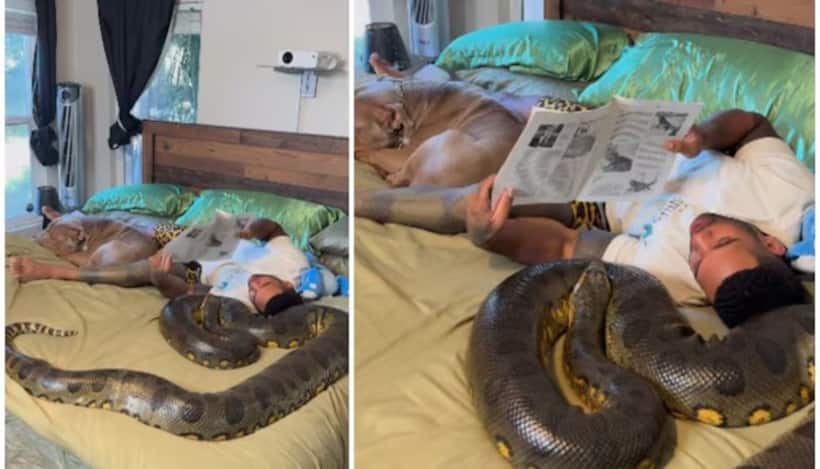 US man casually reads on bed as giant python, pitbull lie beside him; WATCH chilling video