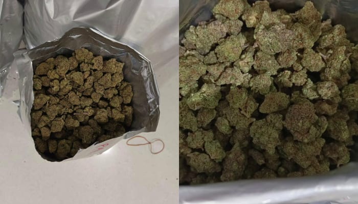 Hybrid cannabis is being smuggled from Thailand to Kerala Hybrid Ganja worth more than 20 crore seized from kochi airport alone in two weeks