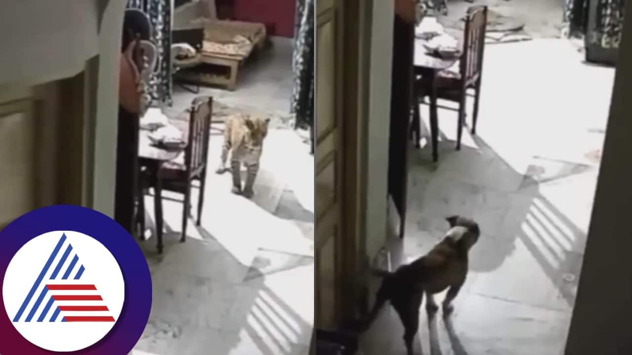 A video of a leopard breaking into a house has gone viral  What did the dog do when it saw it suc