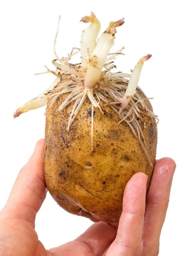 are-sprouted-potatoes-healthy-or-dangerous-to-eat