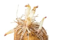 are-sprouted-potatoes-healthy-or-dangerous-to-eat