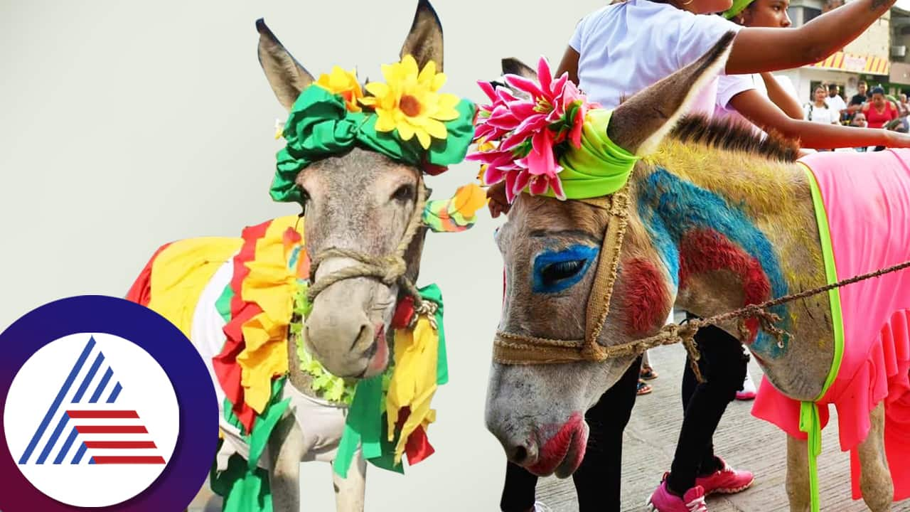 Trange custom in Colombia regarding marriage and donkeys roo