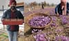 How this Rajasthan man cultivated Kashmiri Kesar at home using innovative methods iwh