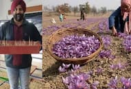 How this Rajasthan man cultivated Kashmiri Kesar at home using innovative methods iwh