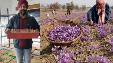 How this Rajasthan man cultivated Kashmiri Kesar at home using innovative methods iwh