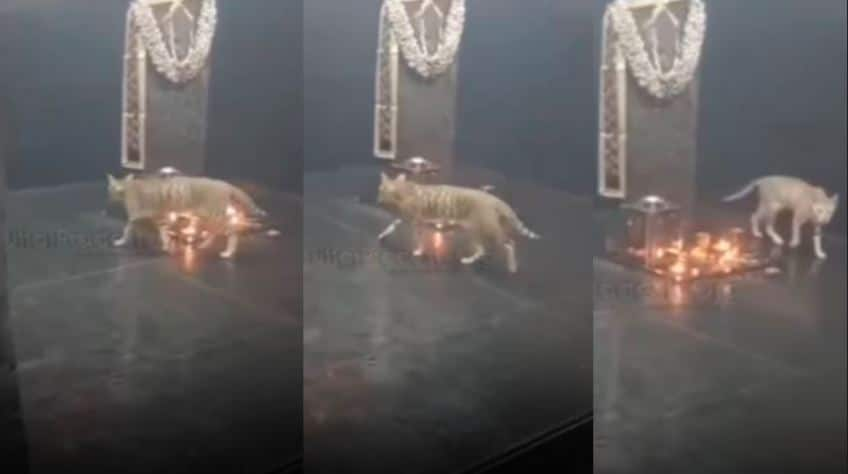 Viral Video Cat Performs Non Stop rounds at Shani Shingnapur Temple