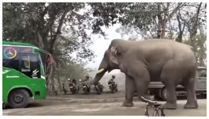 video of a stray dog scaring a wild elephant into the street and driving it away goes viral