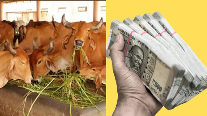 Pashu Kisan Credit Card Yojana 2024: Give Cattle Farmers Choice to a rs 3 Lakh Loan-rag