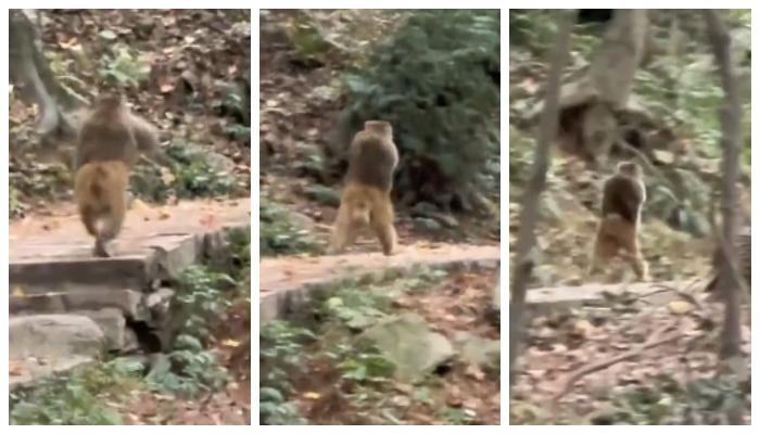 Video of monkey running on two legs with broken arm goes viral 