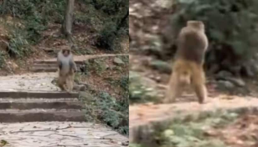 Monkey's remarkable bipedal movement after losing forelimbs stuns the internet [WATCH]