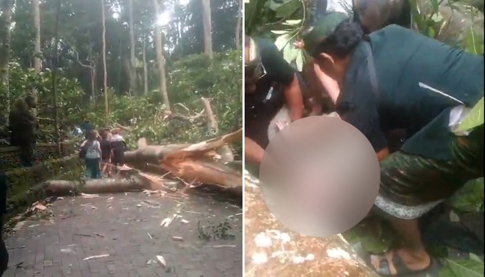 Heart stopping moment: Tree collapses in Bali Monkey Forest, leaving two dead (WATCH) AJR