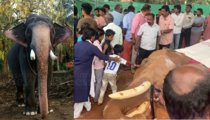 Kerala captive elephant Kallekkulangara Rajagopalan dies