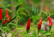 Impact of Anthracnose on Chilli