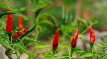 Impact of Anthracnose on Chilli