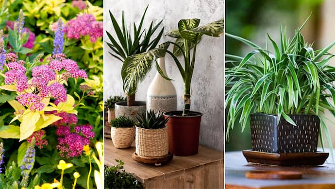 Gardening plants of the year 2024