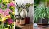 7 trending indoor and outdoor plants that took 2024 by storm