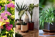 7 trending indoor and outdoor plants that took 2024 by storm iwh