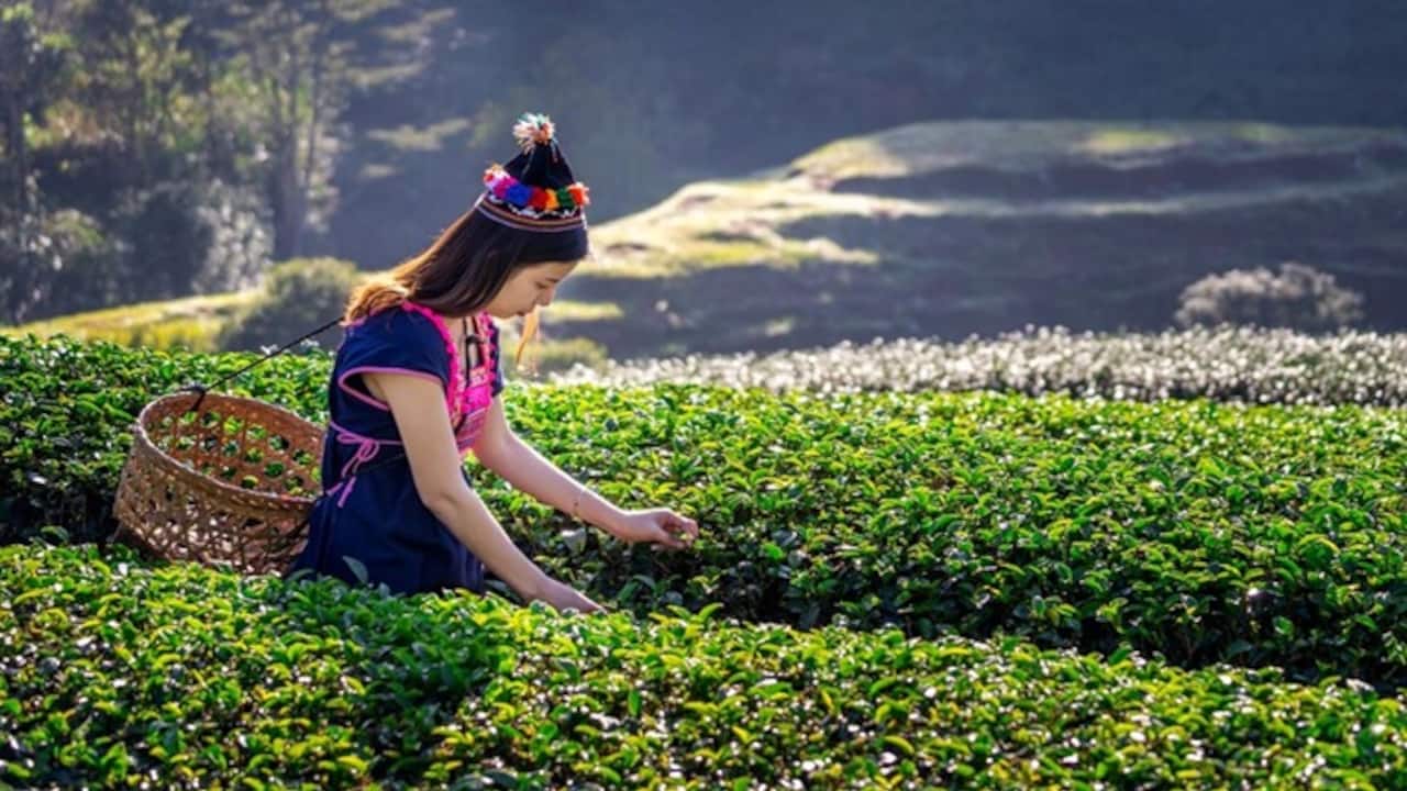 Assam India