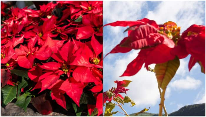 National Poinsettia Day: 7 ways to keep these plants alive beyond Christmas ATG