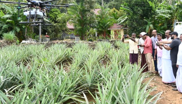 Drone Fertilization in Pineapple Farming Krishi Vigyan Kendras introduced technology