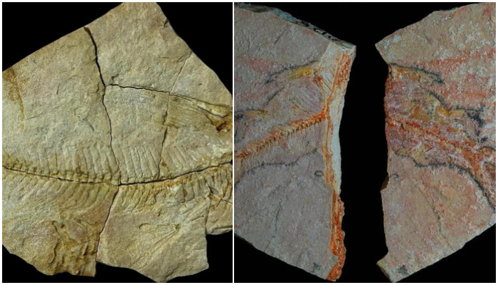 Fossils of catfish found in Saudi Arabia date back to 56 million years