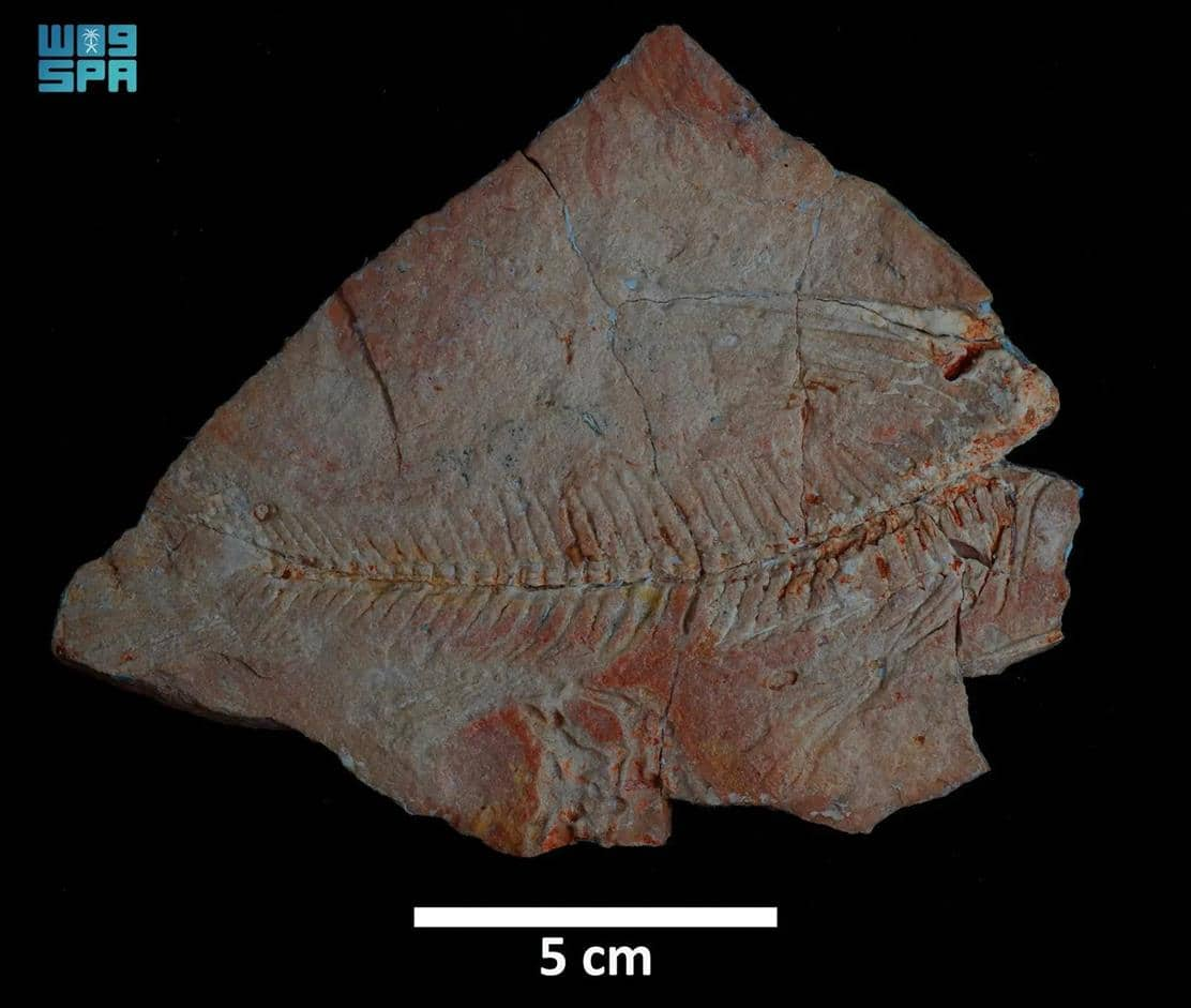 Fossils of catfish found in Saudi Arabia date back to 56 million years