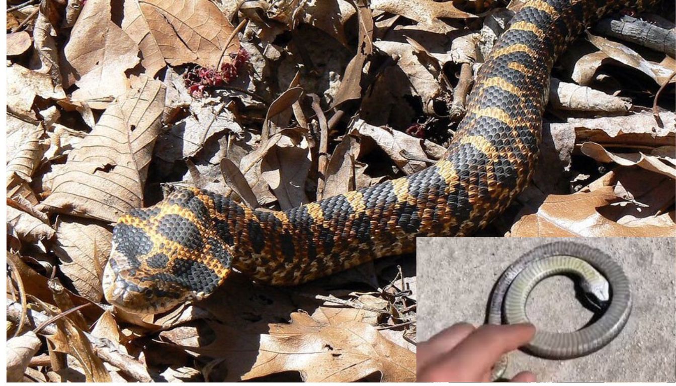 Interesting facts hognose snake playing dead 