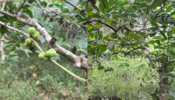 Coffee and pepper worth lakhs were stolen from government land in Wayanad