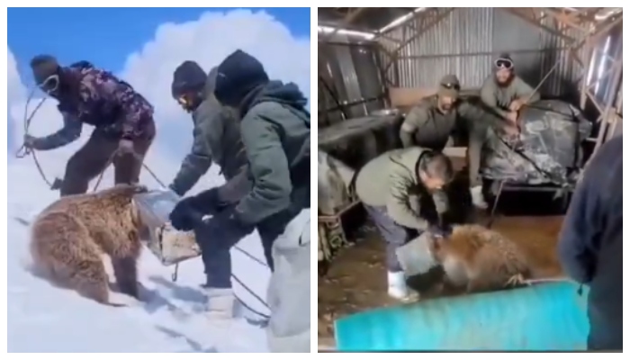 Social media congratulates Indian soldiers for rescuing Himalayan Brown bear whose head is trapped inside tin 