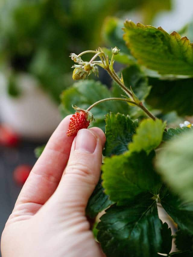 grow fruits in your balcony 