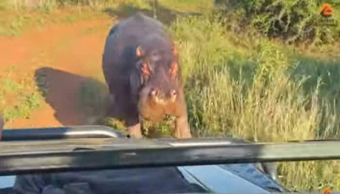 Hippo chases a safari vehicle and trying to bites in Manyoni Private Game Reserve