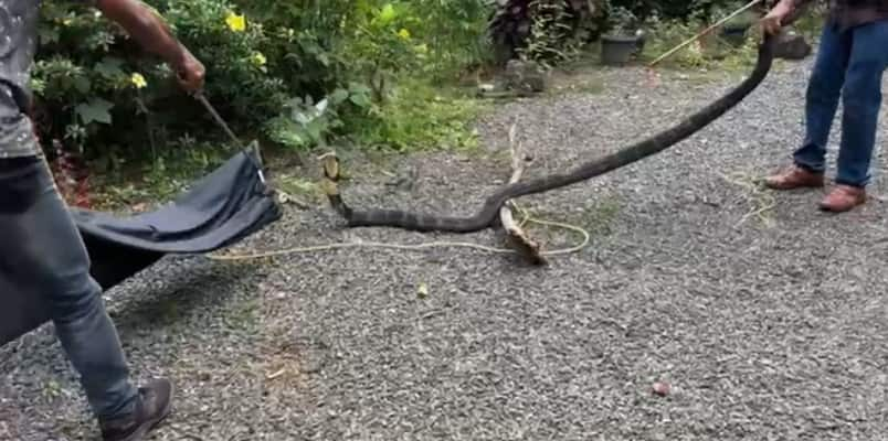 king cobra caught in backyard well and released into the forest Kannur