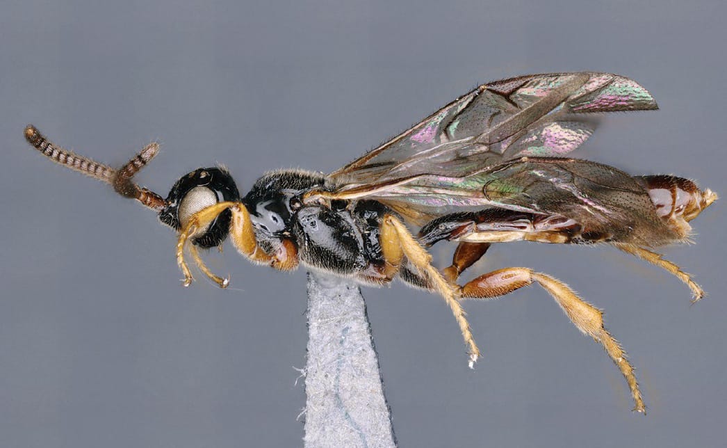 Cheevidu Insect ಜೀವ ವೈವಿಧ್ಯದಿಂದ ಕೂಡಿರುವ ಯಳಂದೂರು ಬಿಳಿಗಿರಿರಂಗ ಬೆಟ್ಟದಲ್ಲಿ ಹೊಸ ಪ್ರಭೇದದ ಕಣಜ