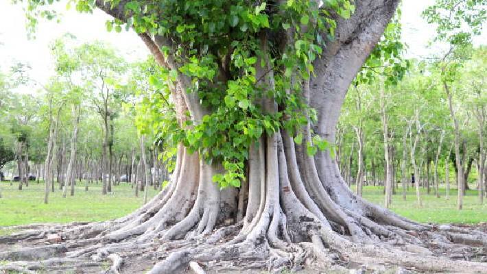 BODHI TREE CONCEPT IMAGE