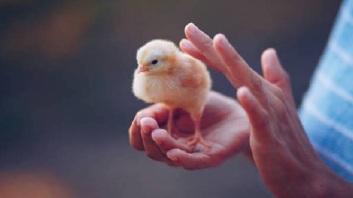 chicken chick