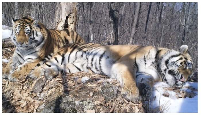 Three years and 200 kilometers the Siberian tiger Boris  is back in search of his beloved Svetlya 