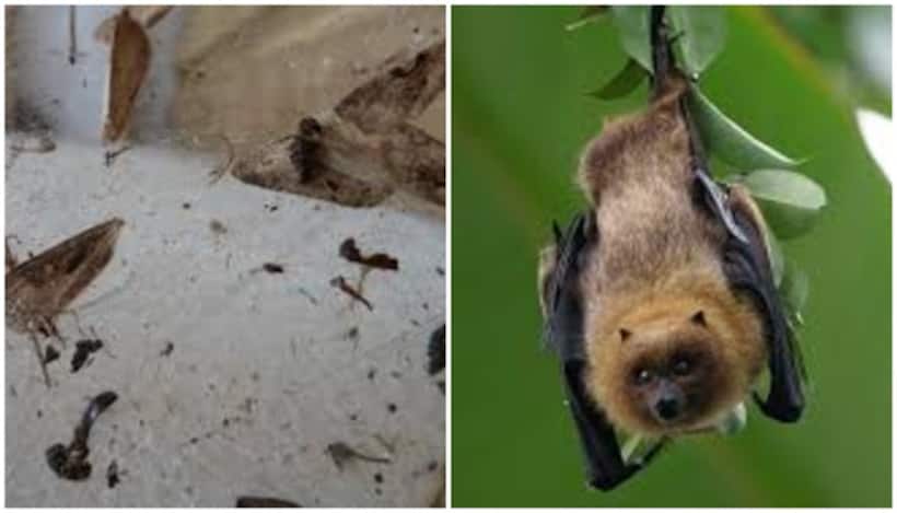 SHOCKING! Two US men die after using bat poop as fertlizer to grow Marijuana