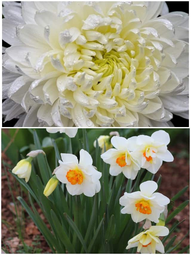 Winter Blooms! 5 white flowers to grow this season ATG