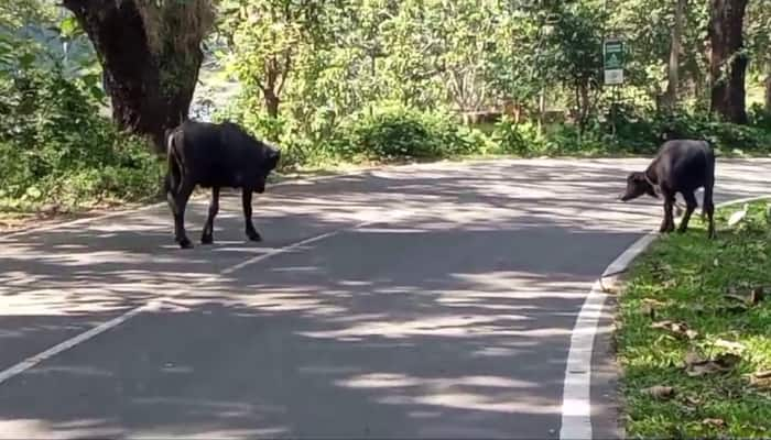 car accident in Athirappilly two car collided after sudden breaking while buffalo entered the road 