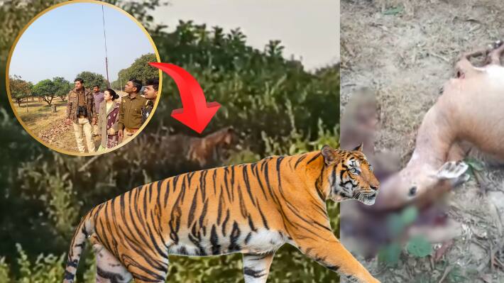 Tiger Spotted In Lucknow Karokri