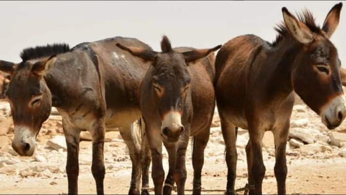 Donkey smuggling from India to China via Nepal border sat