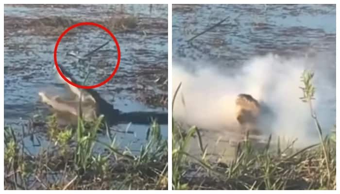 video of a drone batteries explode as crocodile chomps the drone went viral 