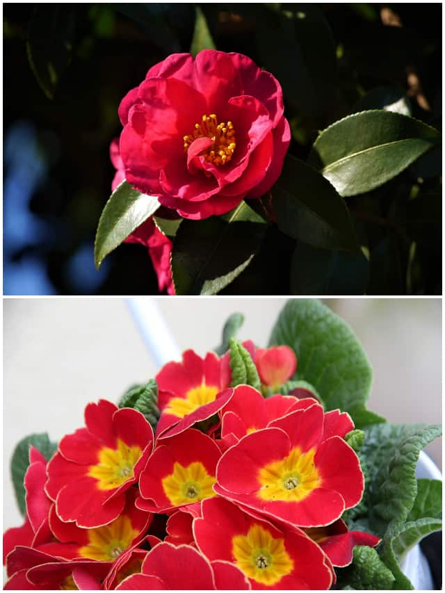 Red Blooms! 5 flowers to grow this winter ATG