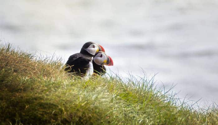 one million birds and 20 residents Grimsey island in Europe 