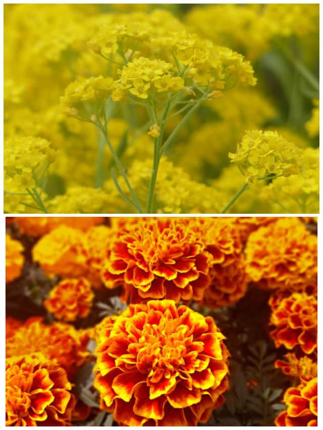 Yellow Blooms! 5 stunning flowers you may grow THIS winter ATG