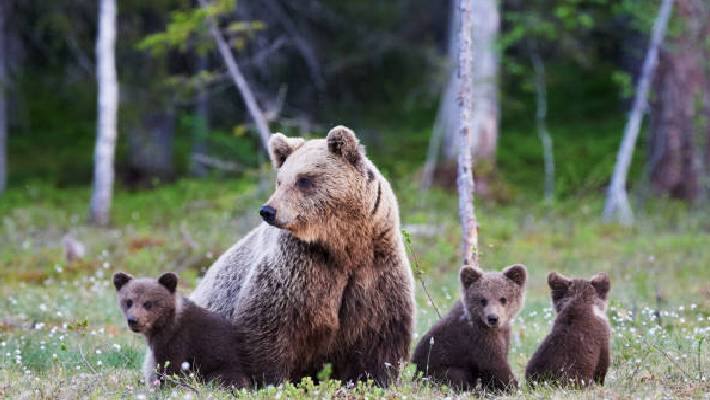 BEAR