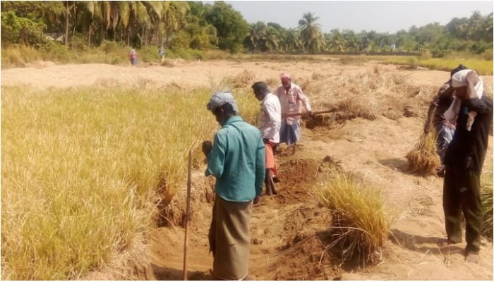 Ramacham harvesting has started at Punnayurkulam coastal area