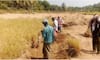 Ramacham harvesting has started at Punnayurkulam coastal area