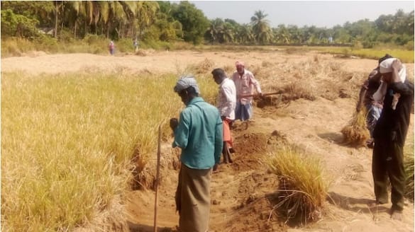 Ramacham harvesting has started at Punnayurkulam coastal area