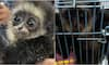 smuggled four agile gibbons in bag from Malaysia to India two arrested at airport